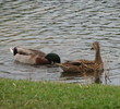 Wildlife abounds at Bardmoor Golf and Tennis Club in Largo, Fla.
