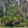 Seven Springs CC: putting green